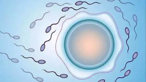 移植前怎么调理内膜厚度比较好?移植前怎样调理内膜厚度?