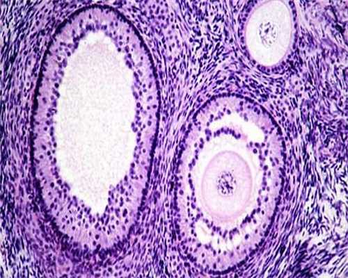 帮人代生费用：垂体瘤能否怀孕