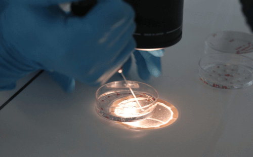 多囊吃促排卵药怀孕几率大吗（多囊促排卵怀孕率高吗）