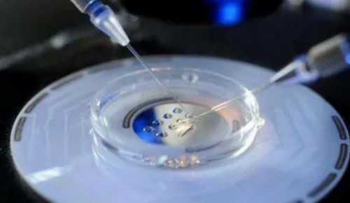 移植囊胚有哪些禁忌