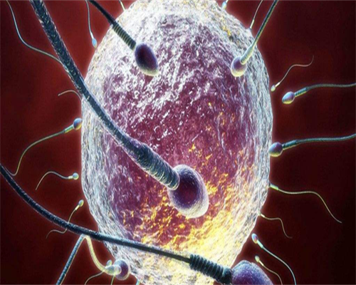 鲜胚质量一般达到胚胎四等级中的几级才能移植成功？