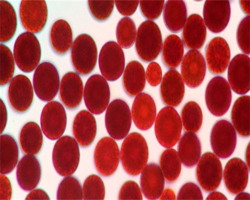 甲亢影响试管婴儿移植吗