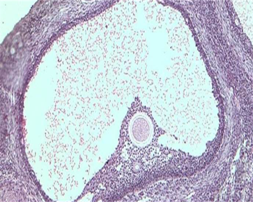 代生产子-促排卵真的会让准妈妈们提前衰老吗？