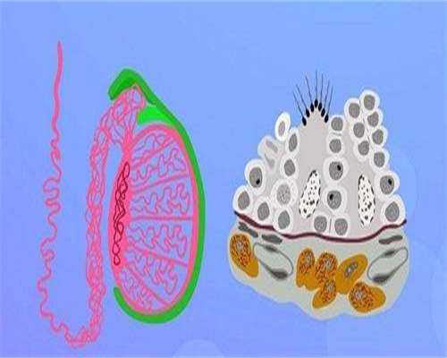试管供卵排名-移植10天着床出血是好事(鲜胚移植10天测不出来是不是没着床)