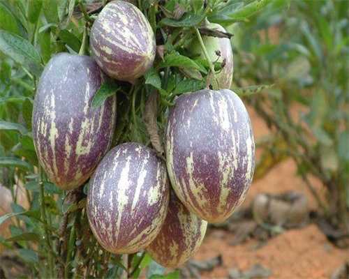 不孕女性的生理特征，不孕女性的心理特征