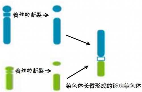 供卵试管联系-胚胎移植ivf_试管婴儿IVF移植后保胎