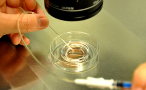 高龄代怀生子：移植第十天就来例假了，移植第十天就来例假了正不正常？