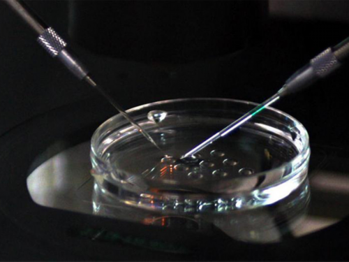 代生最权威-槟榔是什么_槟榔的危害_槟榔的作用