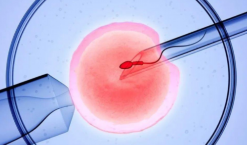 试管捐卵代怀-备孕没有优势卵泡怎么办？没有优势卵泡是不是意味着不排卵？