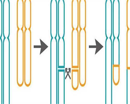 三代试管婴儿囊胚几天能出结果(做三代试管取卵后多长时间可以移植)