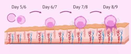 供卵生小孩-尿酸高能能备孕吗