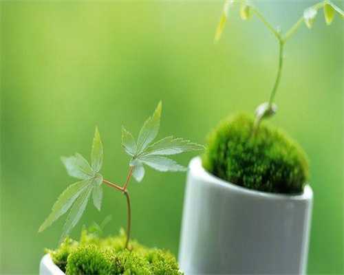 试管捐卵流程-取卵卵泡多可以打麻药吗，取卵需要打麻药吗