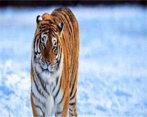 助孕捐卵-打完hcg针几天假阳性