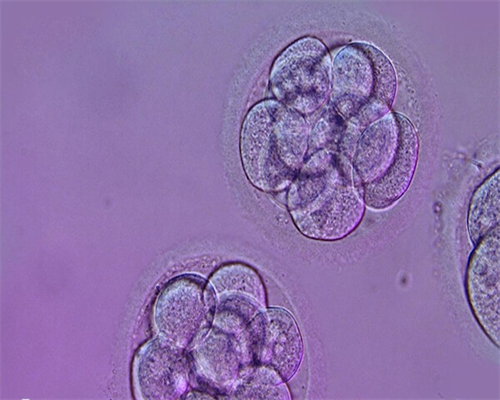 试管取卵后要休息几天