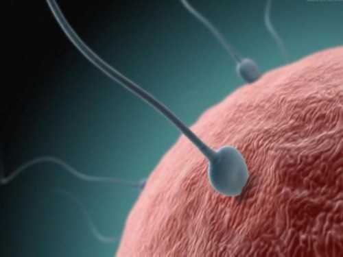 取卵有空泡的原因是不是取卵时间太早了？