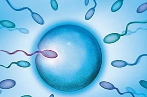 试管预产期在线计算公式?试管婴儿预产期计算器使用介绍