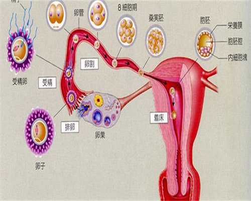 供卵咨询：如何控制饮食减肥？绝食减肥危害极大
