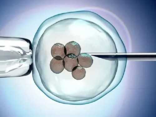 代孕供卵费用-备孕期间能吃杏仁吗（孕前吃什么好）